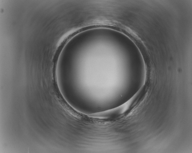 X0000065981222200603061206