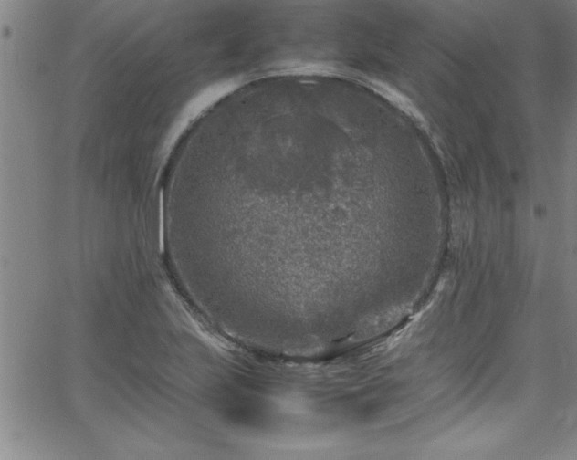 X0000065981223200603061206