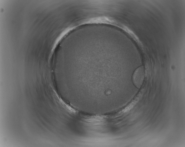 X0000065981224200603061206