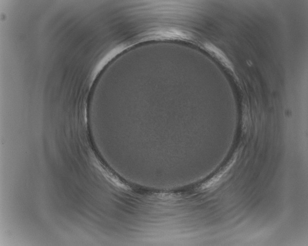 X0000065981226200603061206