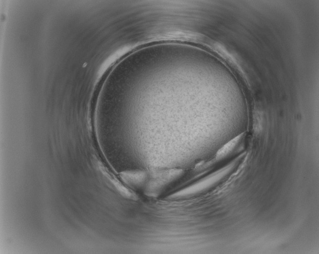 X0000065981230200603061206