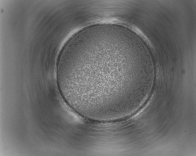 X0000065981232200603061206