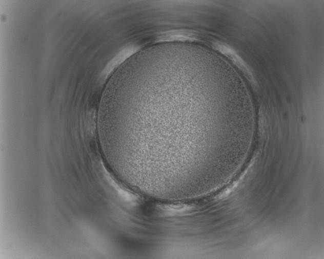 X0000065981233200603061206