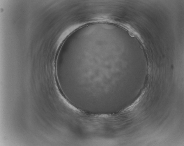 X0000065981239200603061206