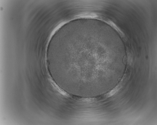 X0000065981240200603061206