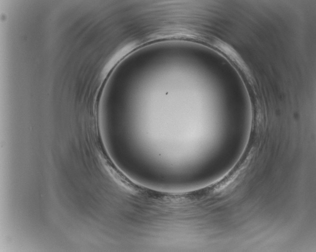 X0000065981242200603061206