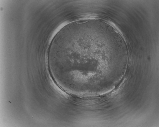 X0000065981243200603061206