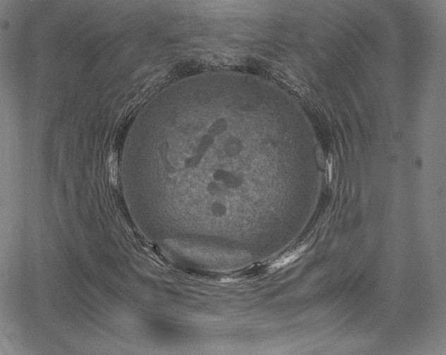 X0000065981251200603061206