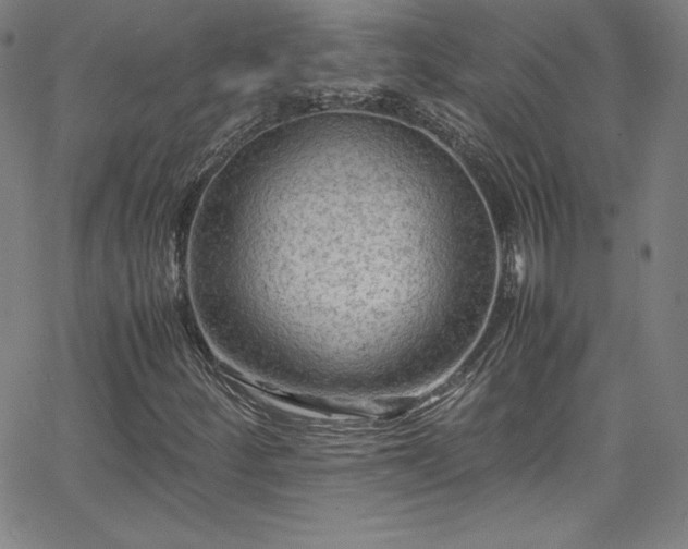 X0000065981252200603061206