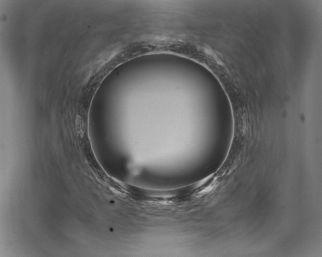 X0000065981253200603061206