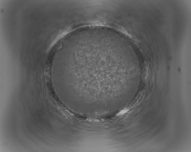 X0000065981255200603061206