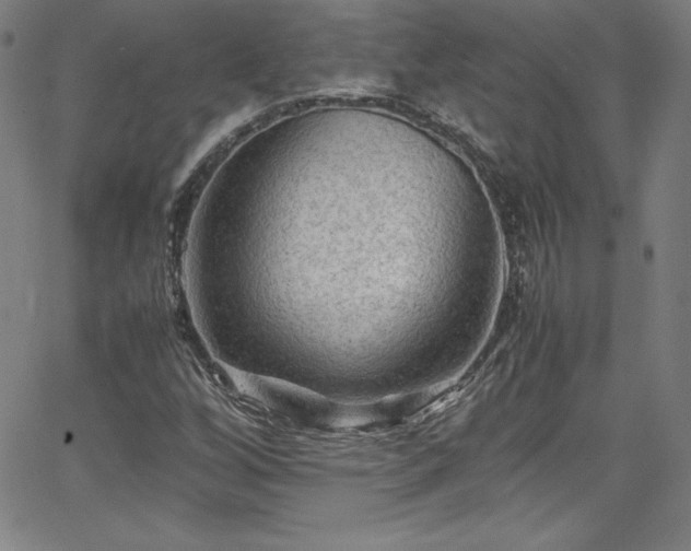 X0000065981256200603061206