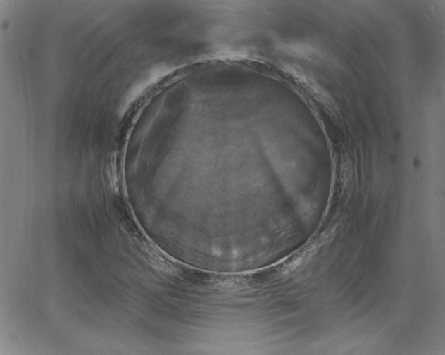 X0000065981262200603061205