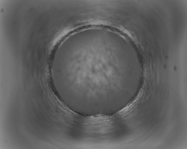 X0000065981263200603061205