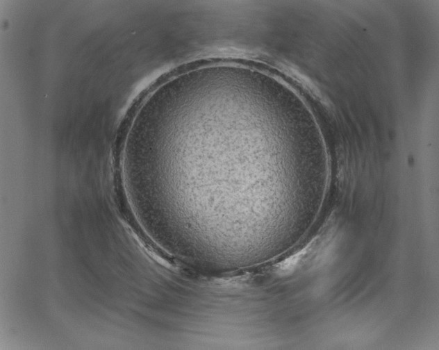 X0000065981264200603061205