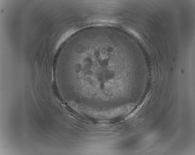 X0000065981267200603061205