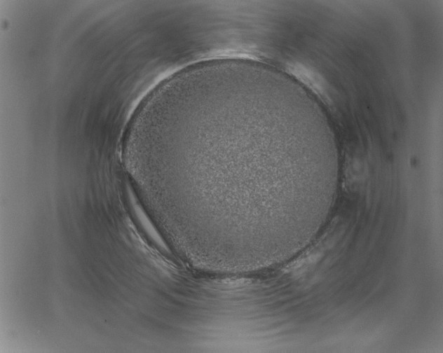 X0000065981268200603061205