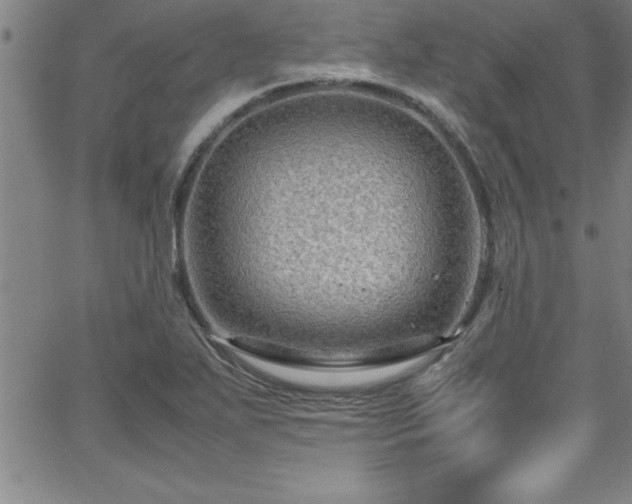 X0000065981271200603061205