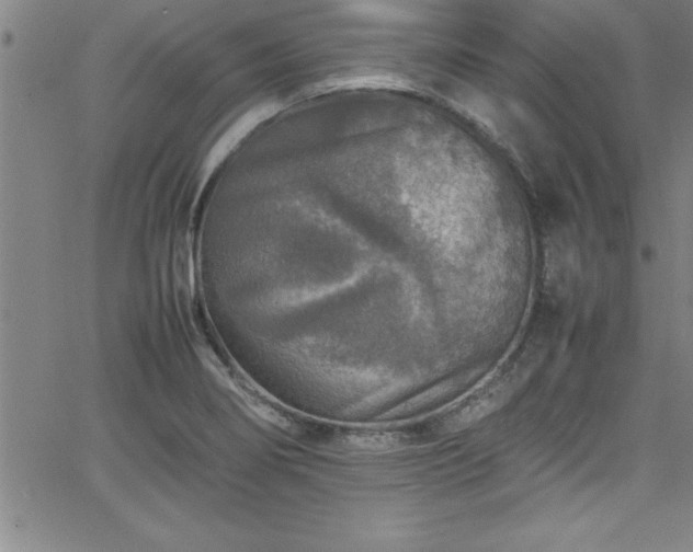 X0000065981274200603061205