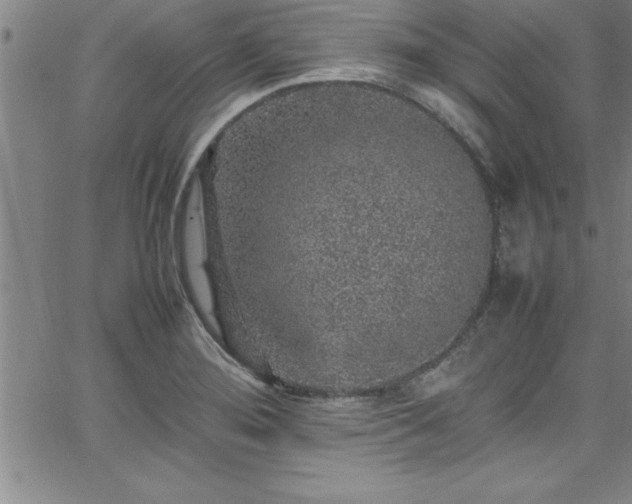 X0000065981276200603061205