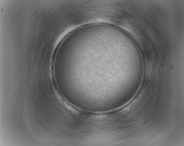 X0000065981278200603061205