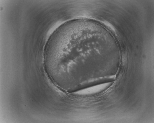 X0000065981279200603061205