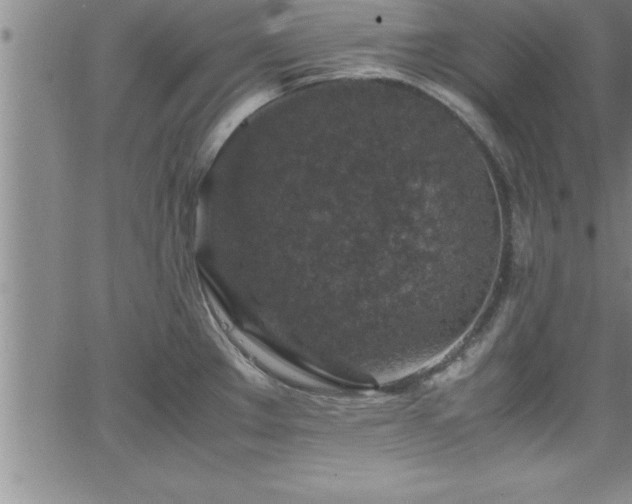 X0000065981289200603061205