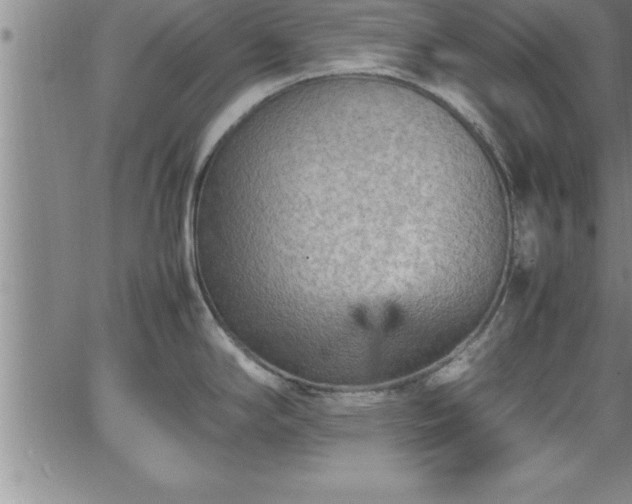 X0000065981294200603061205