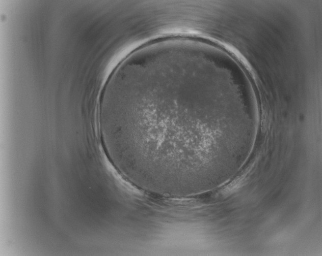 X0000065981295200603061205