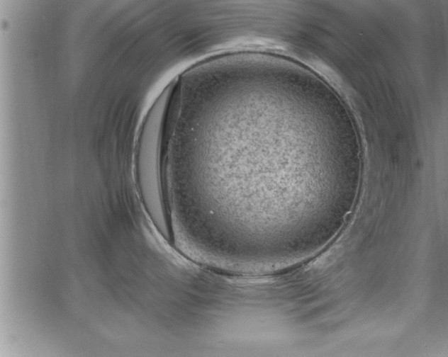 X0000065981296200603061205