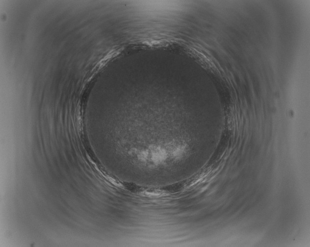 X0000065981298200603061204