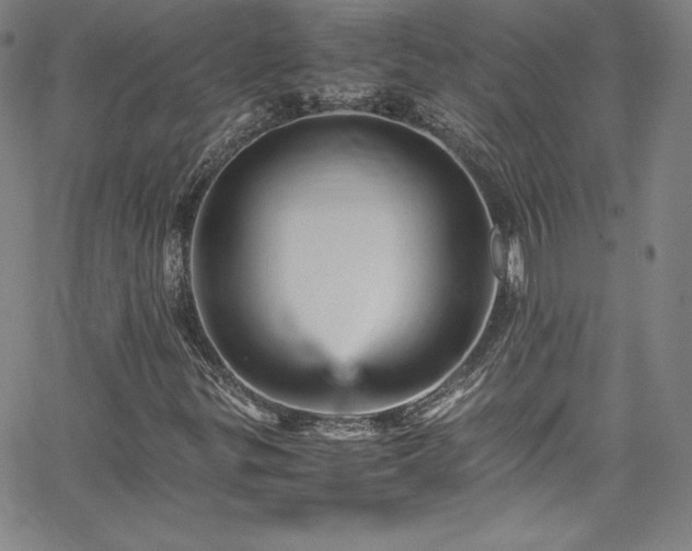 X0000065981299200603061204