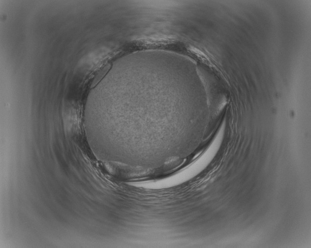 X0000065981300200603061204