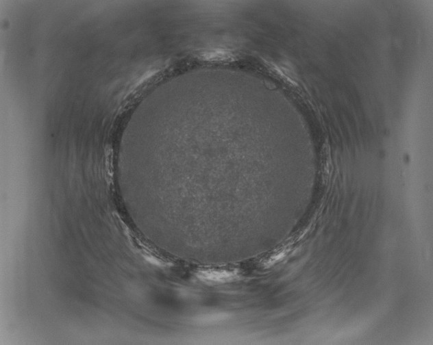 X0000065981301200603061204