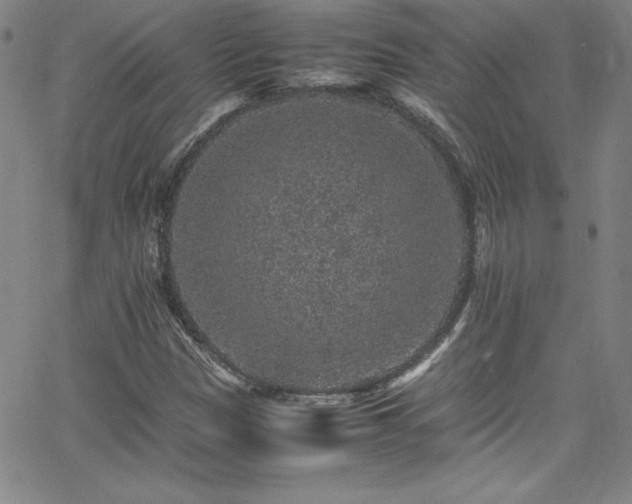 X0000065981305200603061204