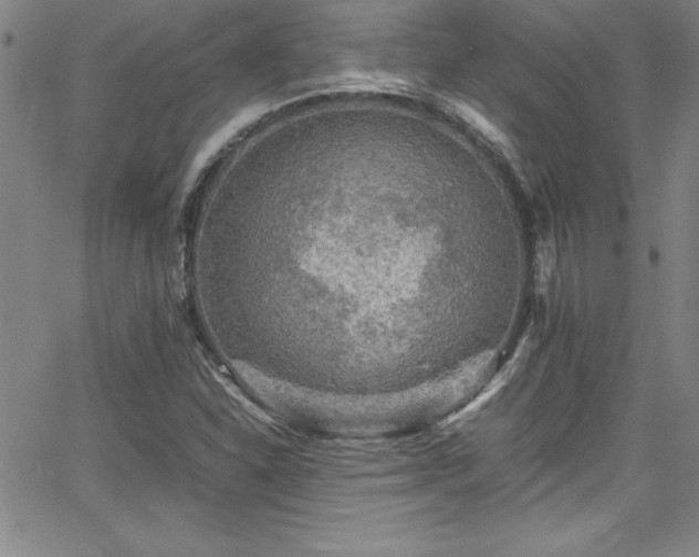 X0000065981310200603061204