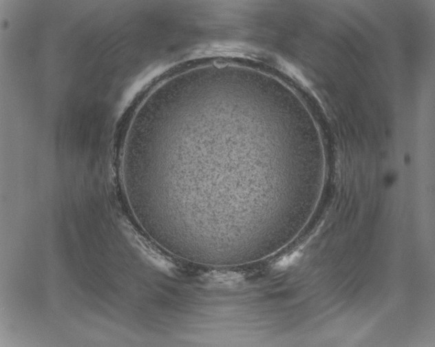 X0000065981312200603061204