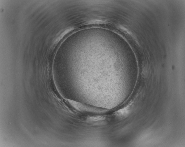 X0000065981313200603061204