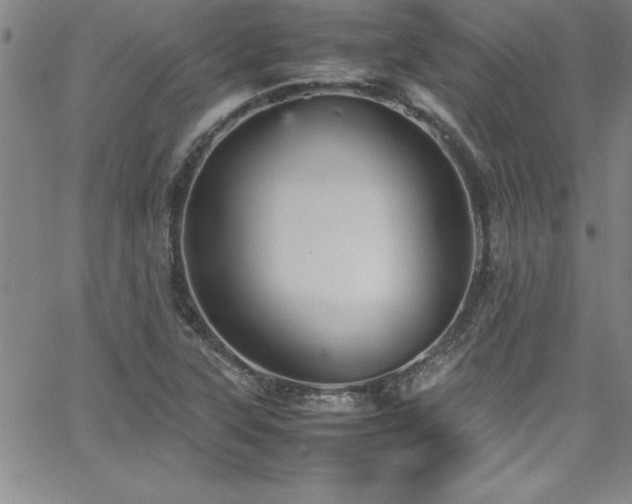 X0000065981315200603061204