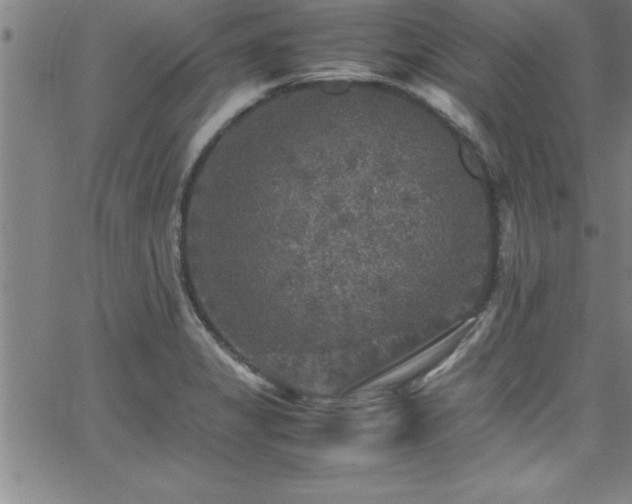 X0000065981325200603061205