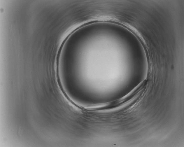 X0000065981343200603061205