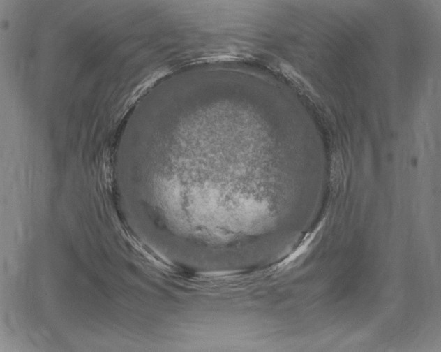 X0000065981353200603061204