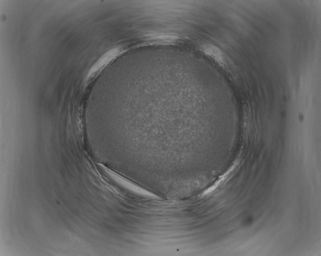 X0000065981354200603061204