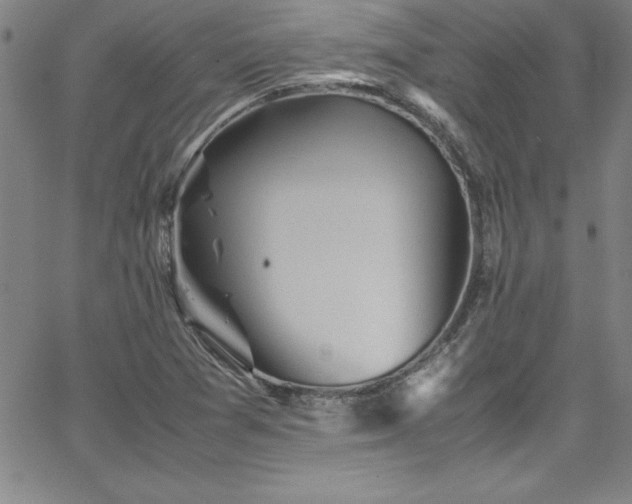 X0000065981361200603061204