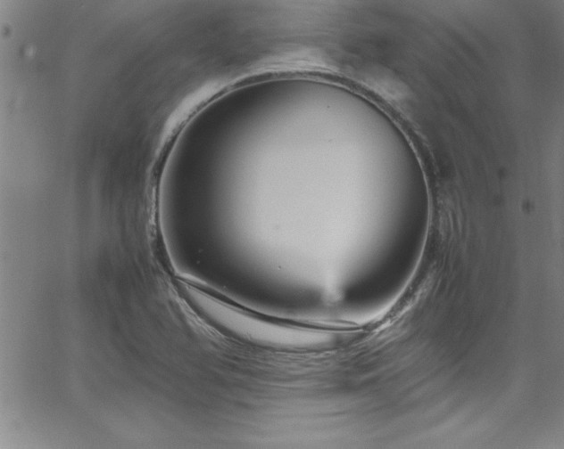 X0000065981366200603061204