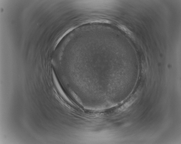 X0000065981369200603061204