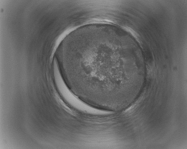 X0000065981371200603061204