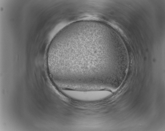 X0000065981375200603061204