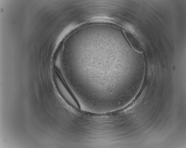 X0000065981376200603061204