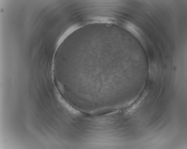 X0000065981378200603061204